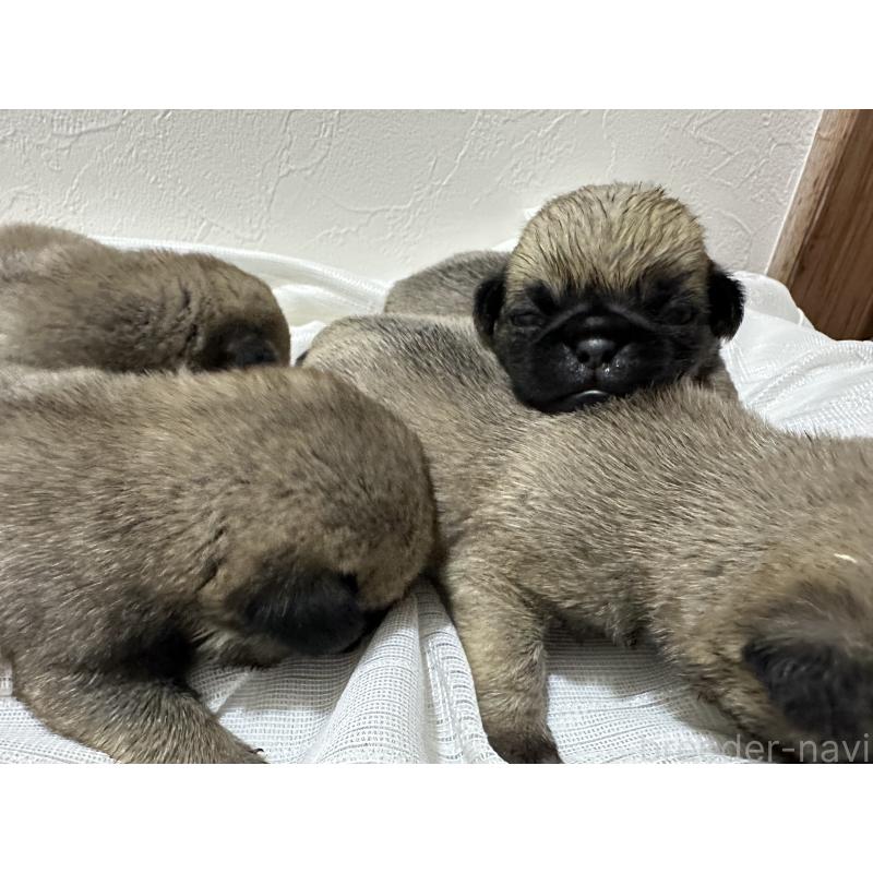 販売中の千葉県のパグ-413020の3枚目