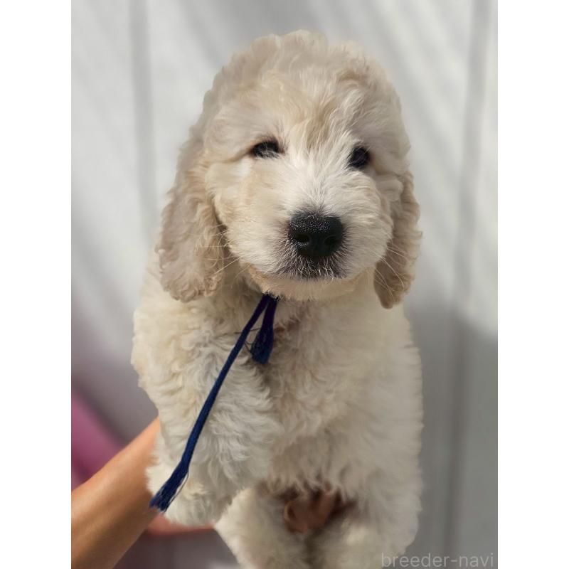 成約済の長野県のゴールデンドゥードル:ゴールデンレトリーバー×プードル-408113の7枚目