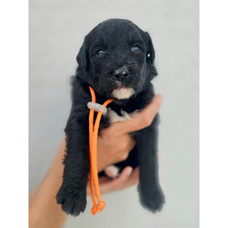 販売中ののミックス犬-410974