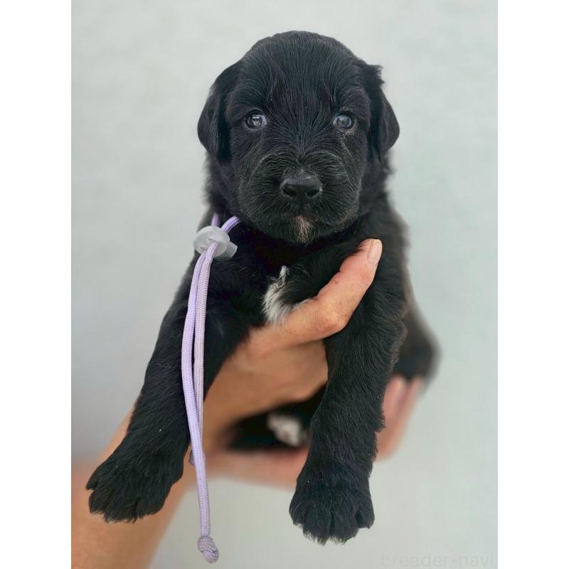 販売中の長野県のミックス犬-410973の7枚目