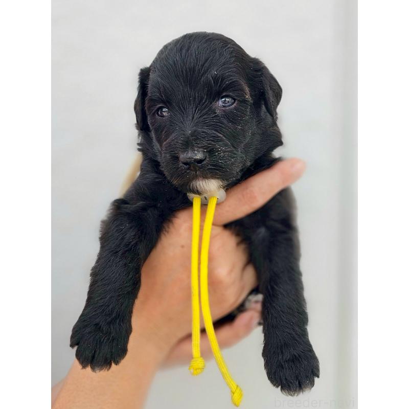 販売中の長野県のミックス犬-410972の6枚目