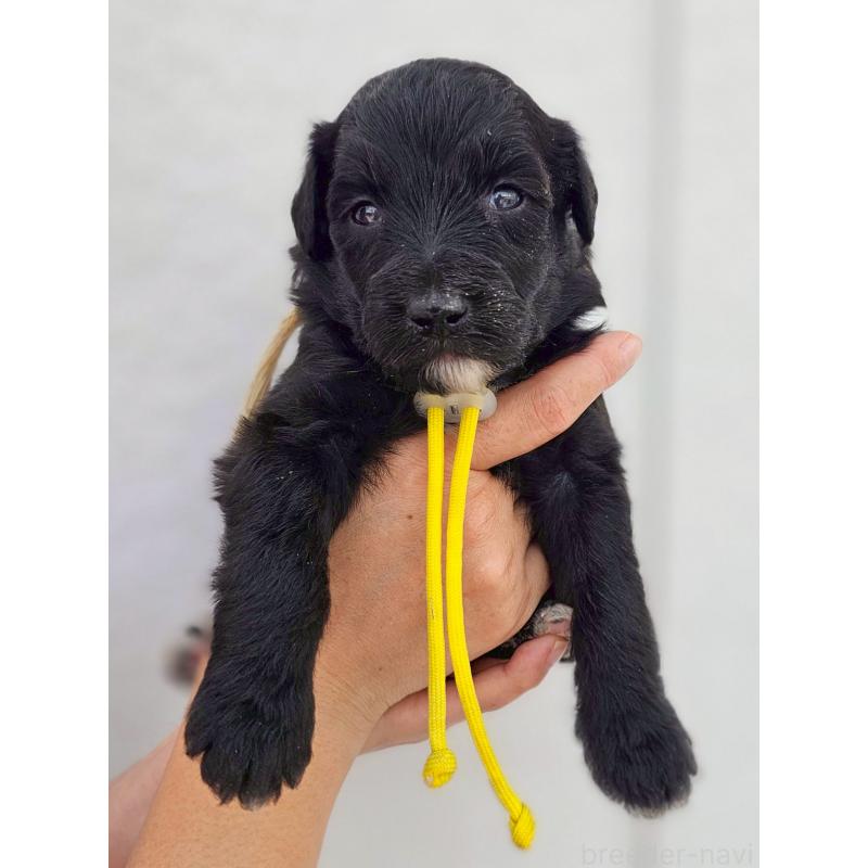 販売中の長野県のミックス犬-410972
