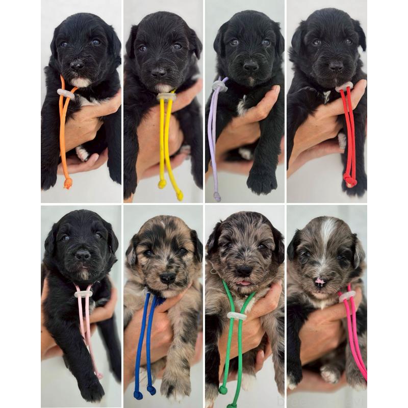 販売中の長野県のミックス犬-410972の4枚目