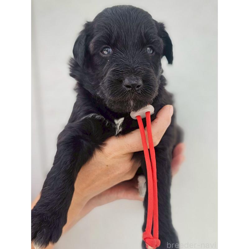 販売中の長野県のミックス犬-410971