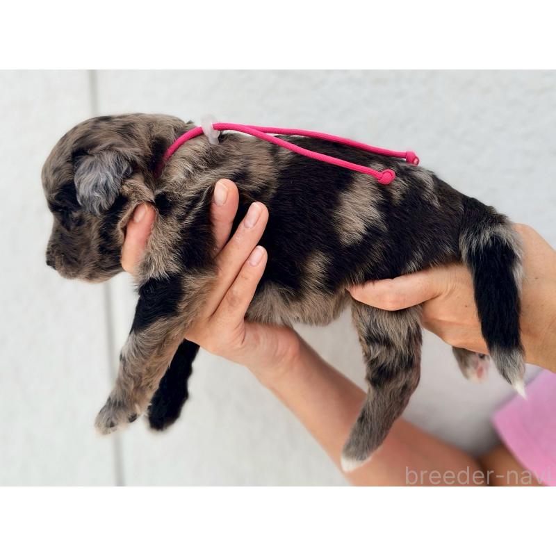 成約済の長野県のミックス犬-410967の3枚目
