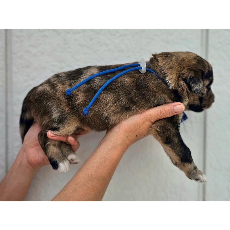商談中の長野県のミックス犬-410969の6枚目