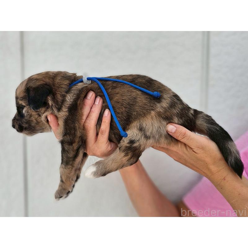 商談中の長野県のミックス犬-410969の5枚目