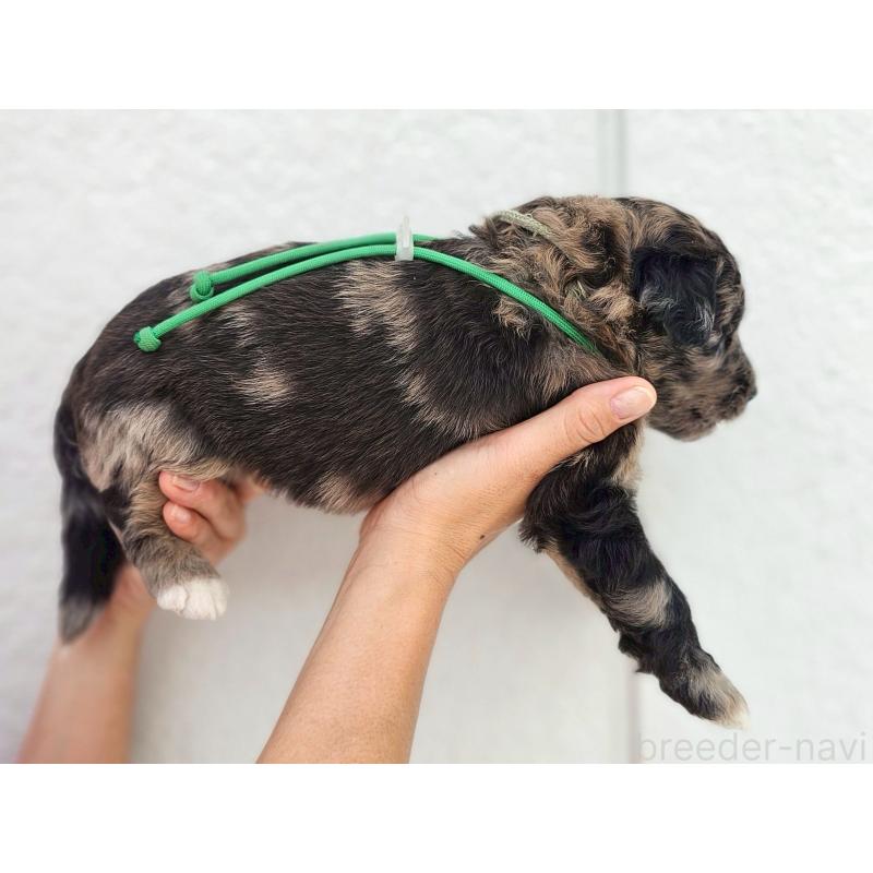 商談中の長野県のミックス犬-410968の4枚目