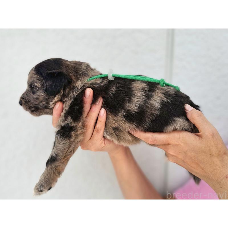 商談中の長野県のミックス犬-410968の3枚目