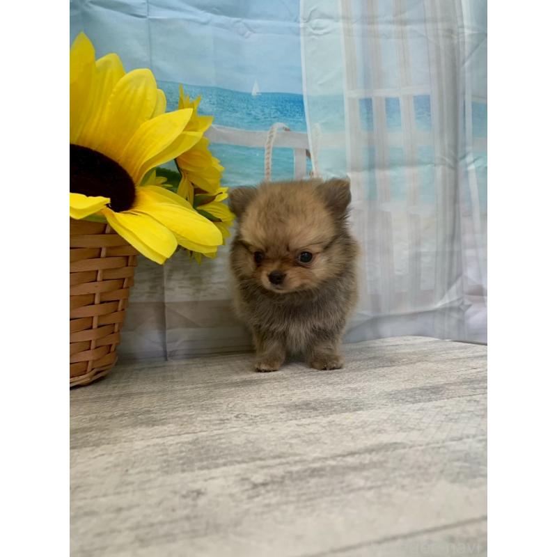 販売中の大阪府のポメチワ:ポメラニアン×チワワ-413024の7枚目