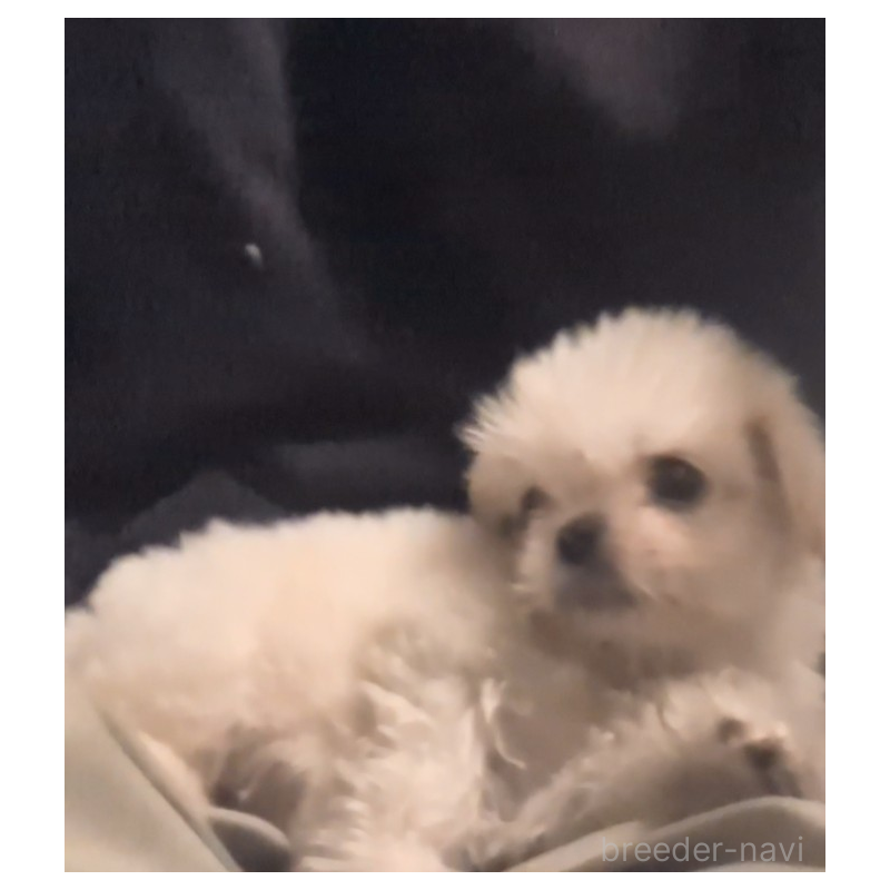 販売中の茨城県のミックス犬-413234の5枚目