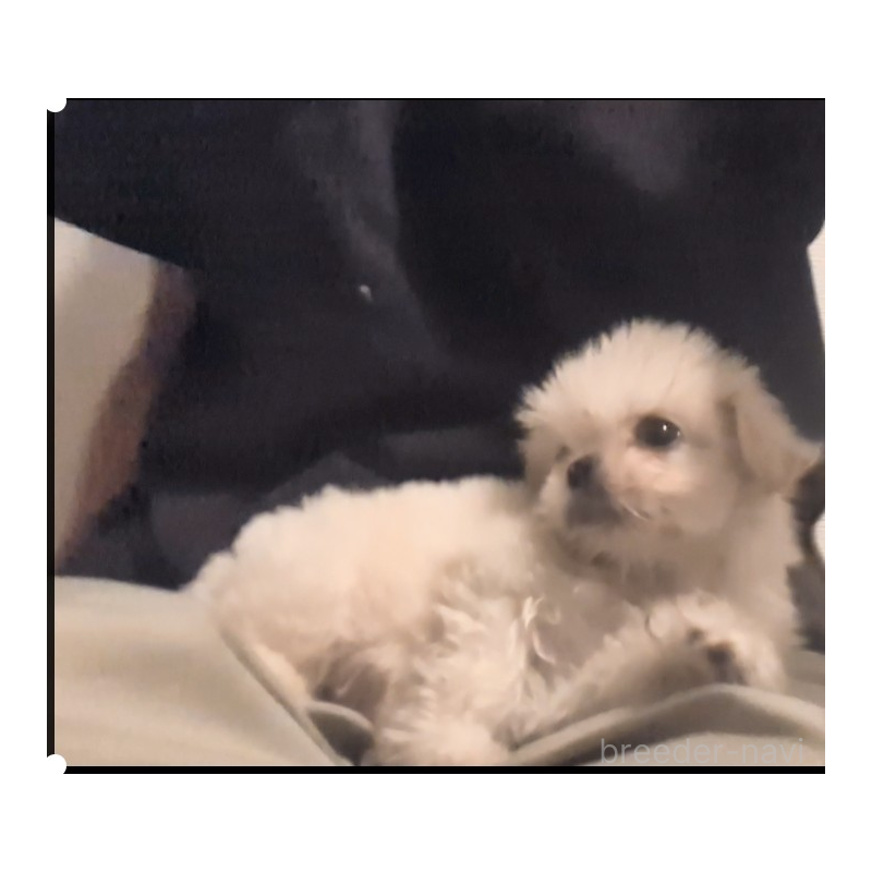 販売中の茨城県のミックス犬-413234の4枚目