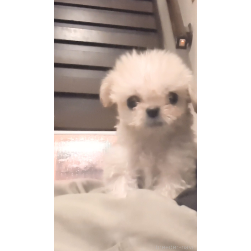 販売中の茨城県のミックス犬-413234の2枚目