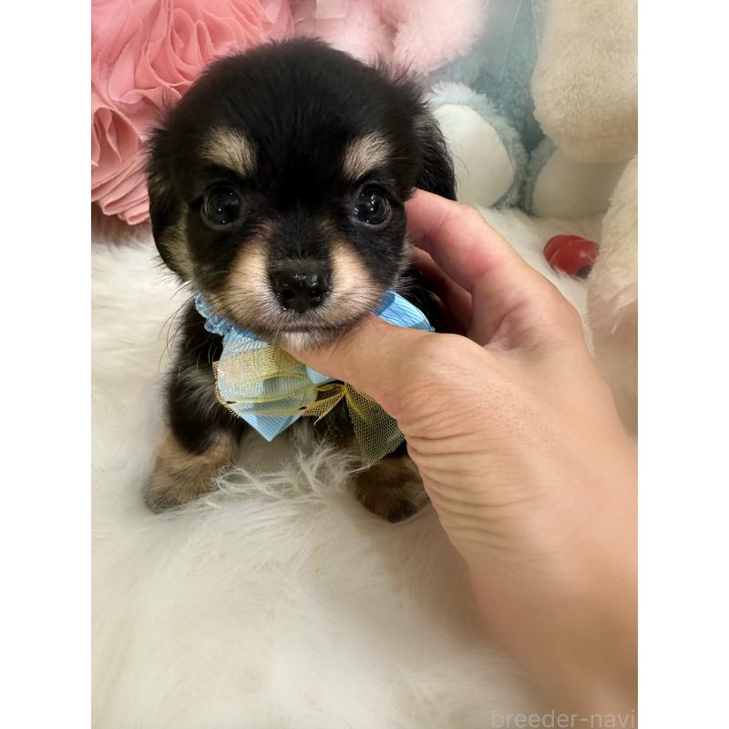 成約済の香川県のチワックス:チワワ×ミニチュアダックスフンド-409025の11枚目