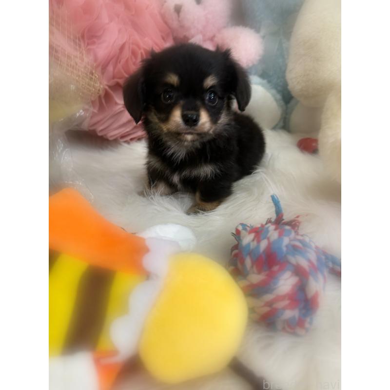 成約済の香川県のチワックス:チワワ×ミニチュアダックスフンド-409025の9枚目