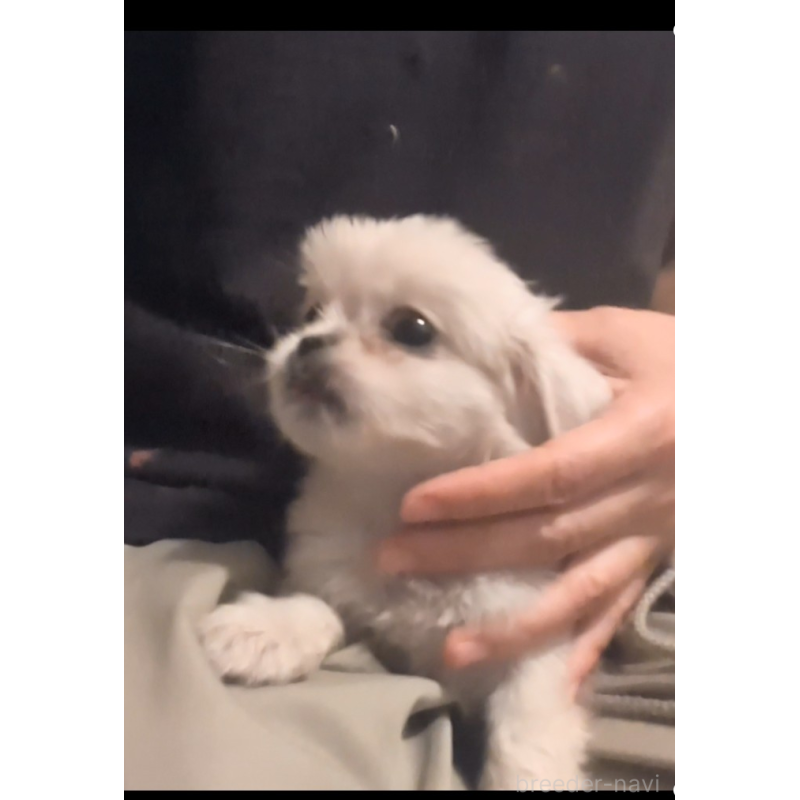 販売中の茨城県のミックス犬-413239の4枚目