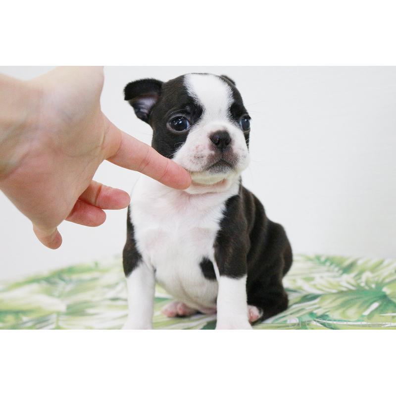 成約済の京都府のボストンテリア-411582の6枚目