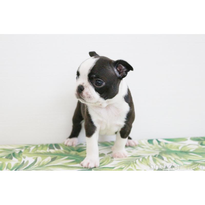 成約済の京都府のボストンテリア-411582の5枚目