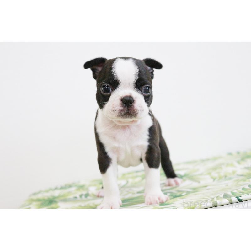 成約済の京都府のボストンテリア-411582の4枚目