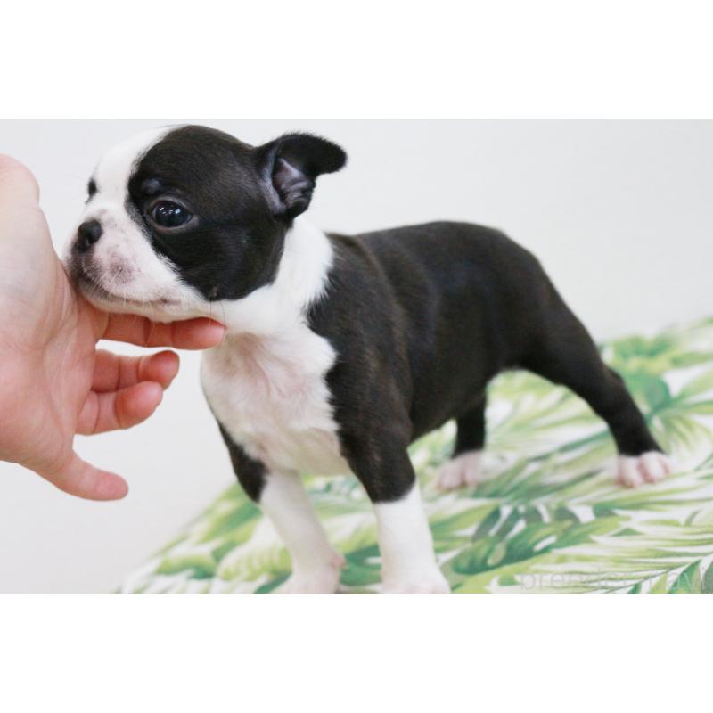 成約済の京都府のボストンテリア-411582の3枚目