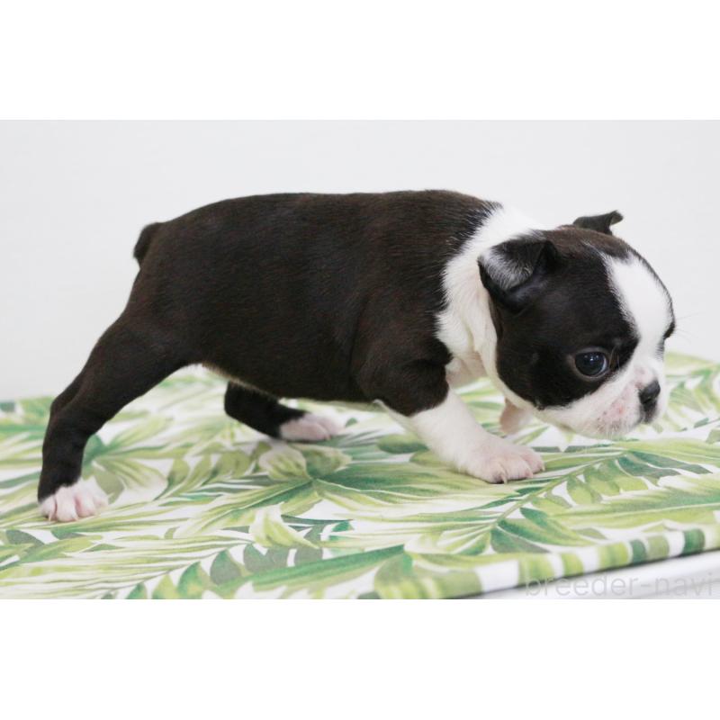 成約済の京都府のボストンテリア-411582の2枚目