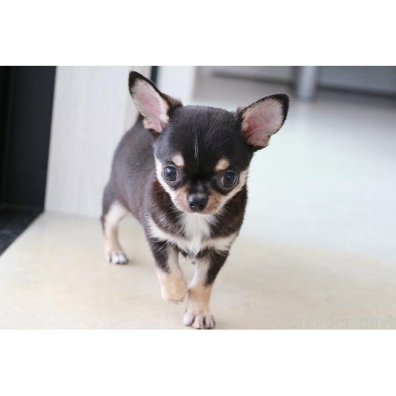 成約済の京都府のチワワ(スムースコート)-405028の6枚目