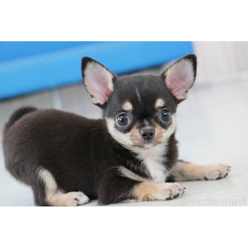 成約済の京都府のチワワ(スムースコート)-405028の5枚目