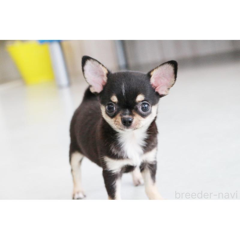 成約済の京都府のチワワ(スムースコート)-405028の4枚目