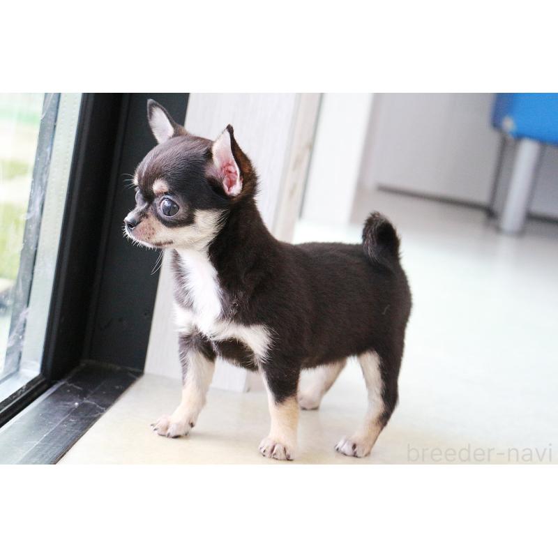 成約済の京都府のチワワ(スムースコート)-405028の3枚目