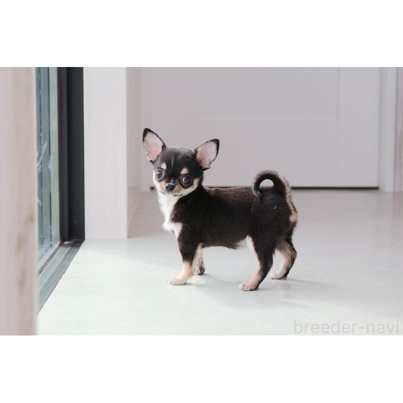 成約済の京都府のチワワ(スムースコート)-405028の2枚目