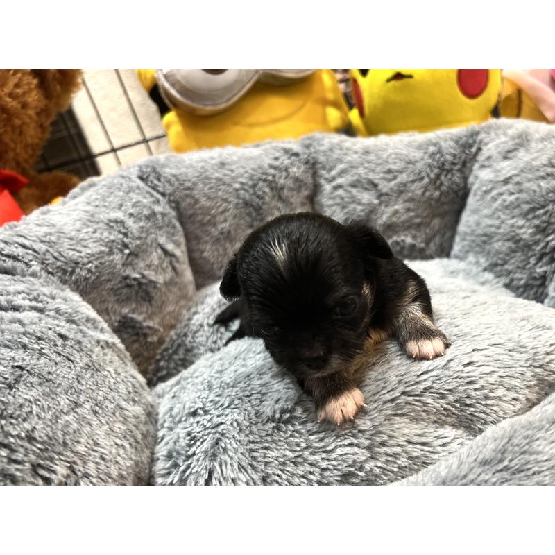 販売中の埼玉県のチワワ(ロングコート)-413275の2枚目
