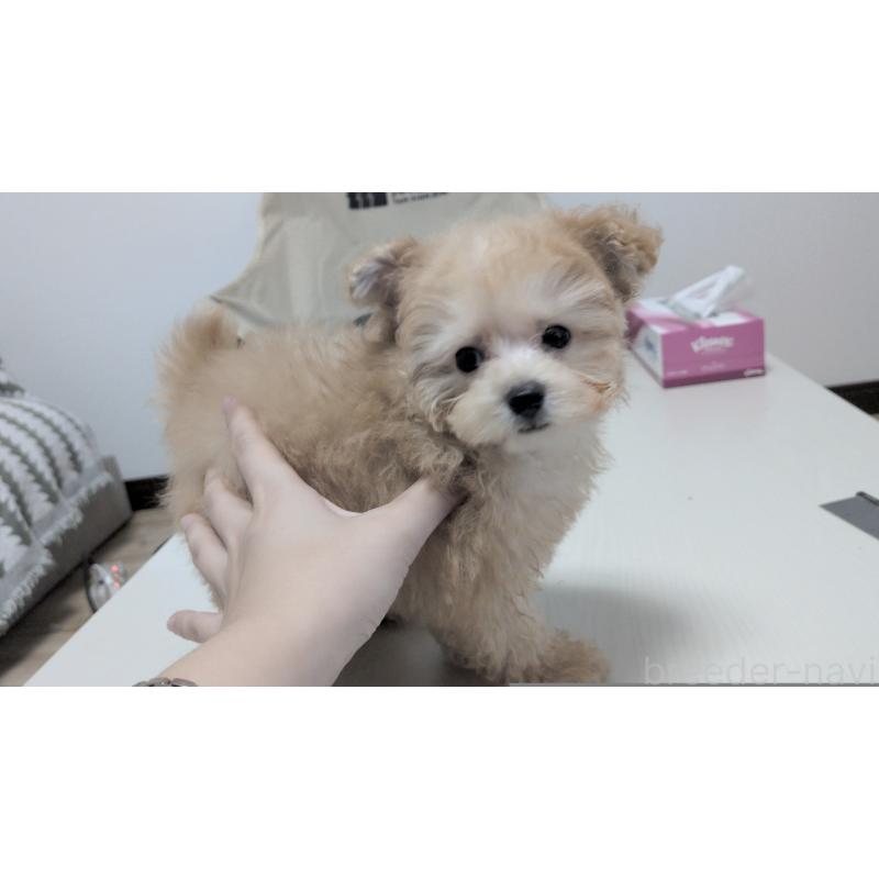 成約済の茨城県のティーカッププードル-409772の2枚目