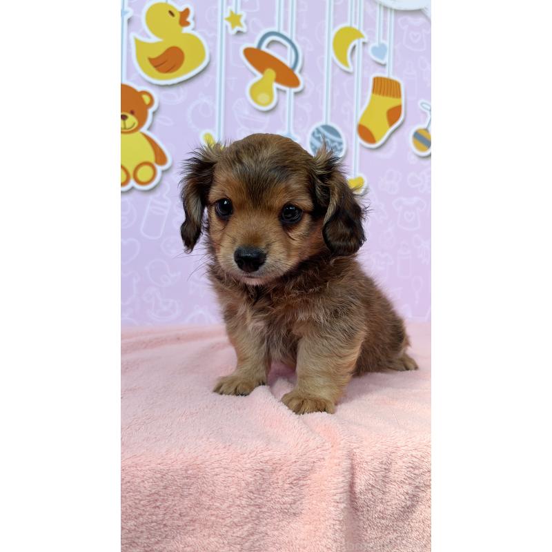 成約済の東京都のチワックス:チワワ×ミニチュアダックスフンド-410422の2枚目