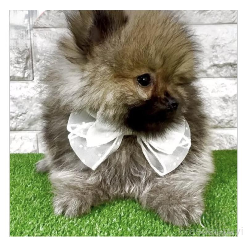 販売中の埼玉県のポメラニアン-412866の3枚目