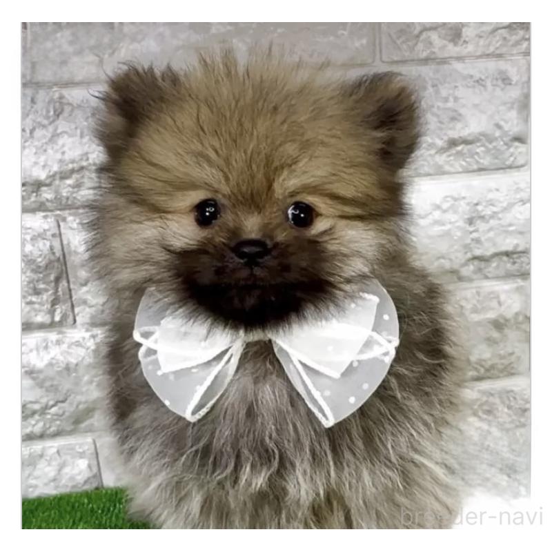 販売中の埼玉県のポメラニアン-412866の2枚目