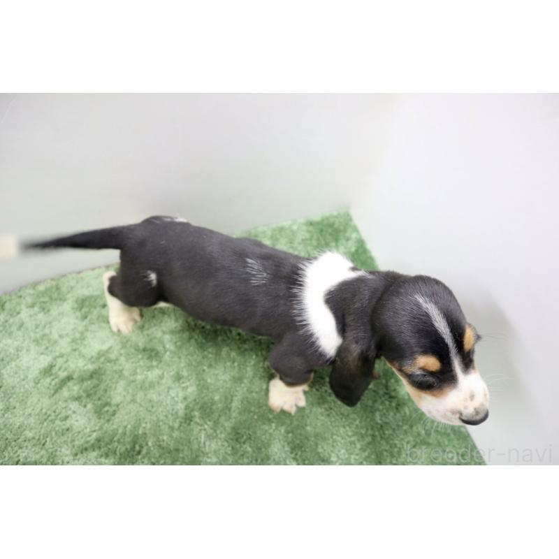 成約済の群馬県のバセットハウンド-410405の3枚目