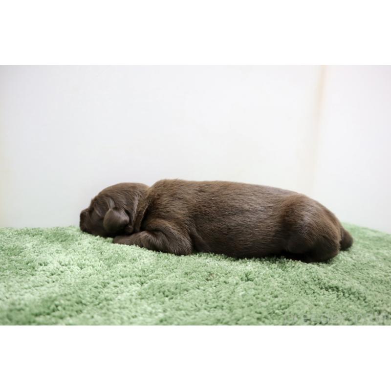 販売中の群馬県のフラットコーテッドレトリーバー-413329の4枚目