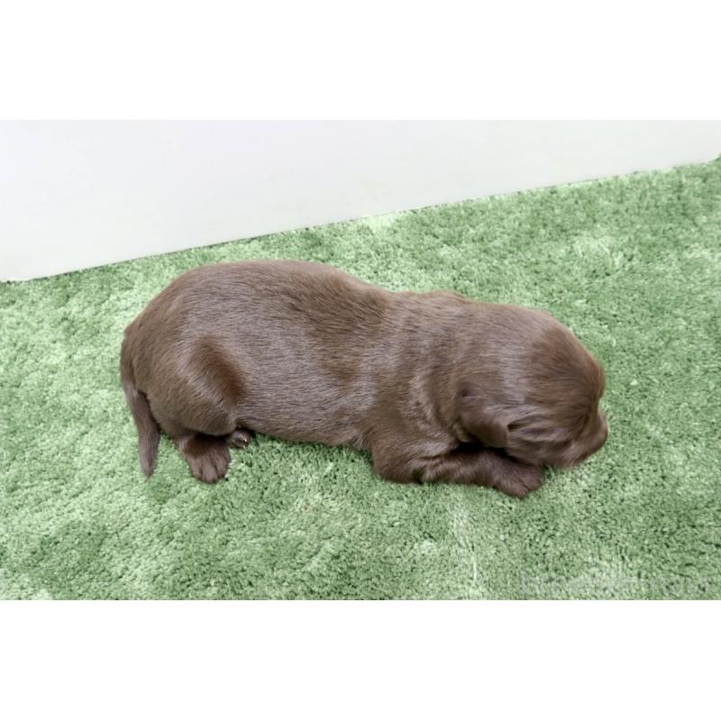 販売中の群馬県のフラットコーテッドレトリーバー-413329の3枚目
