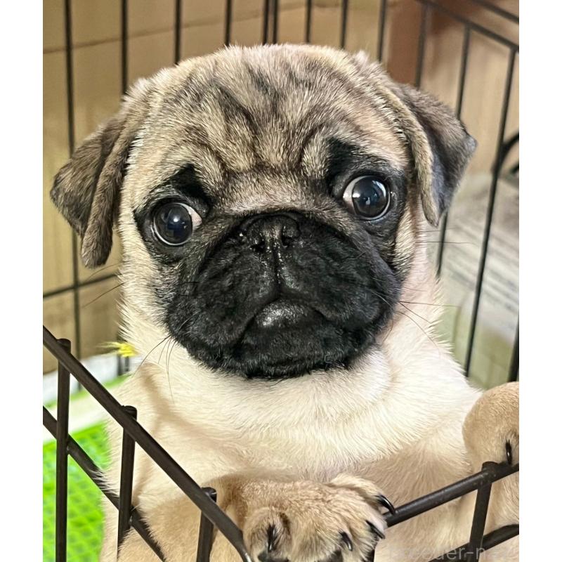 もみじちゃん1枚目