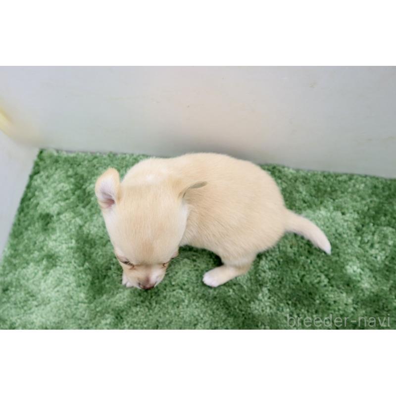 販売中の群馬県のチワワ(スムースコート)-413344の3枚目