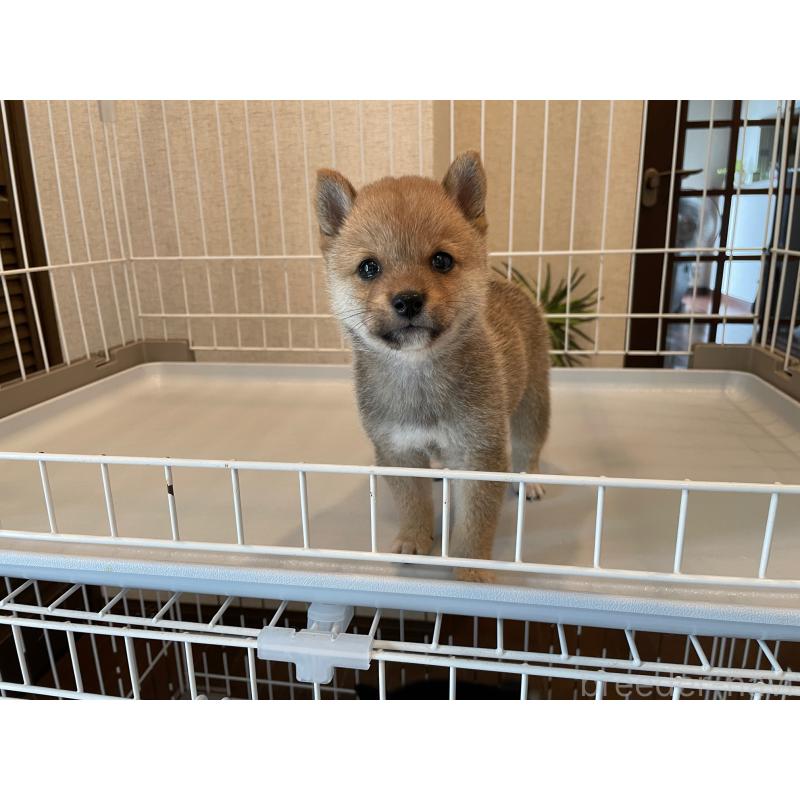 成約済の兵庫県の豆柴-413080の6枚目