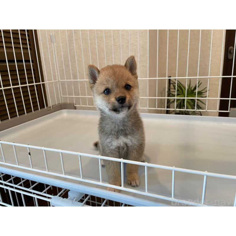 成約済の兵庫県の豆柴-413080の5枚目