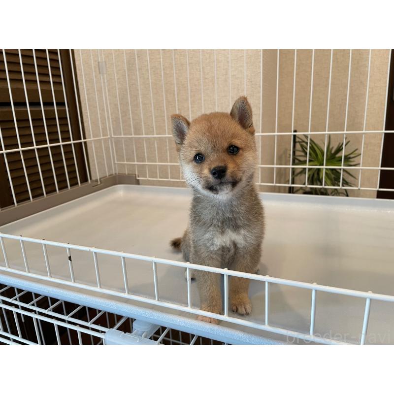 成約済の兵庫県の豆柴-413080の4枚目