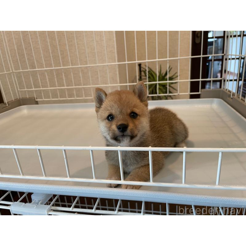 成約済の兵庫県の豆柴-413080の3枚目