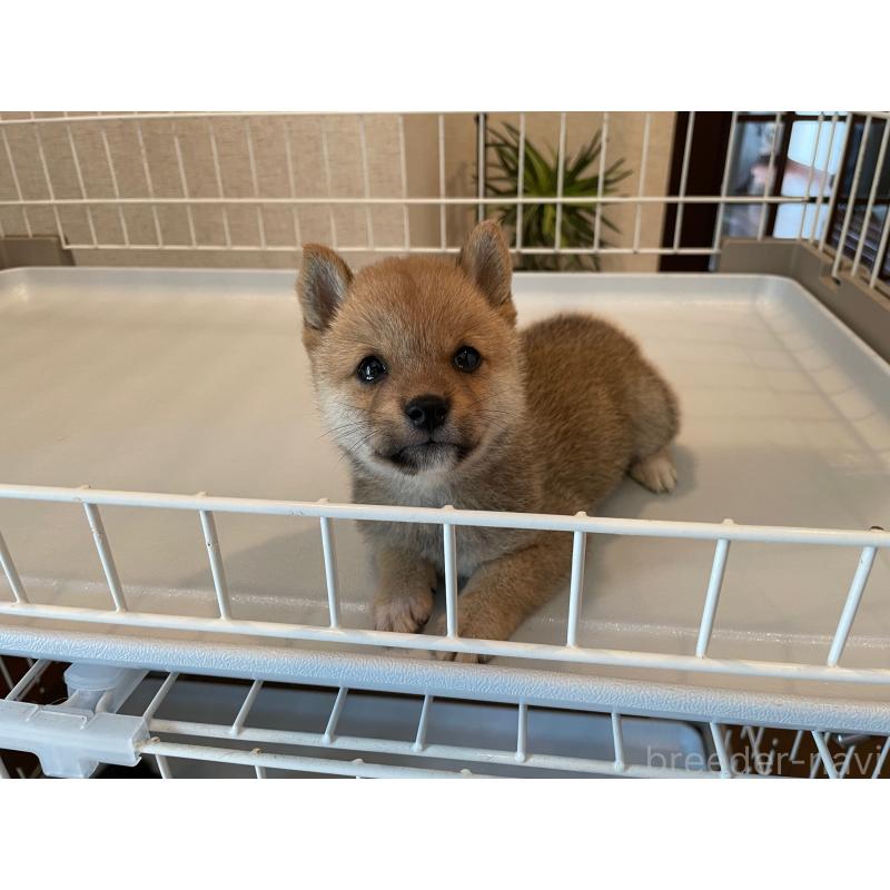 成約済の兵庫県の豆柴-413080の2枚目