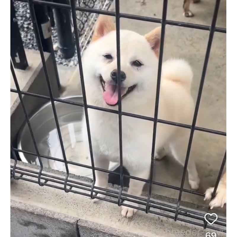 しらこちゃん1枚目
