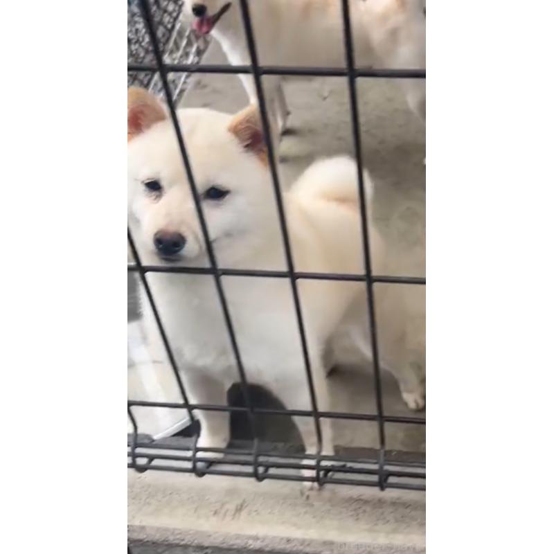 しらこちゃん1枚目