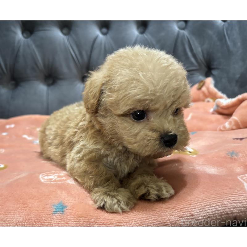 販売中の鹿児島県のマルプー:マルチーズ×トイプードル-413356の3枚目