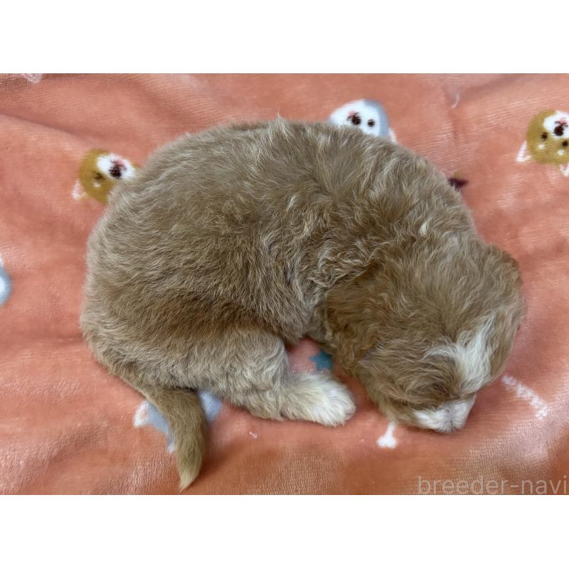 販売中の鹿児島県のマルプー:マルチーズ×トイプードル-413357の3枚目