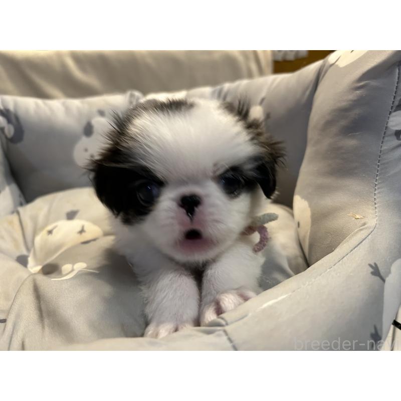 成約済の静岡県の狆 (チン)-410723の6枚目